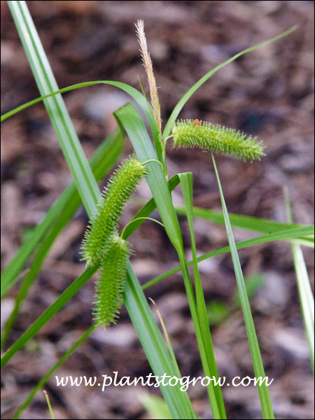 the bristly inflorescence at the end of the culm
